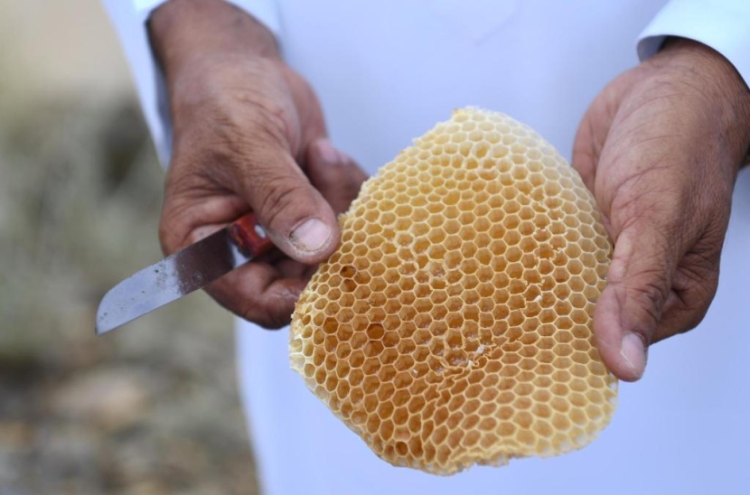جازان تحتفظ بسلالة النحل العربي الأصيلة والنحالون يستعدون لإنتاج العسل