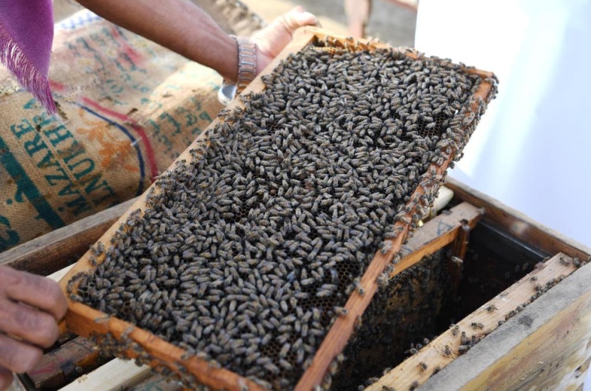 جازان تحتفظ بسلالة النحل العربي الأصيلة والنحالون يستعدون لإنتاج العسل