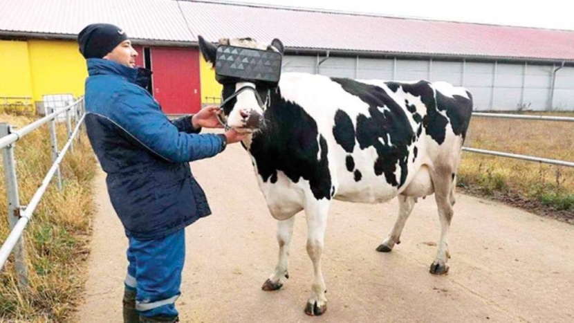 أبقار ترتدي نظارات الواقع الافتراضي للاسترخاء