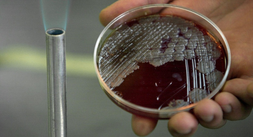 بكتيريا تنقذ الأرض من مشكلات الاحتباس الحراري