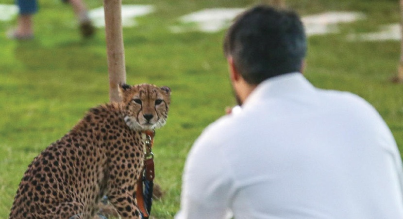 الطيور النادرة تجذب زوار «الحديقة الزجاجية» 
في «رياض سفاري»