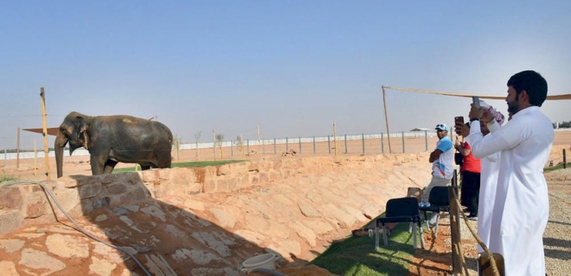 الأجواء الشتوية تزيد أعداد زوار «رياض سفاري»