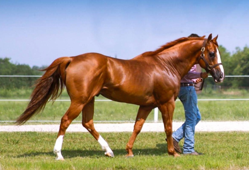 امرأة تقطع 4500 كيلومتر على جواد هربا من الضغوط