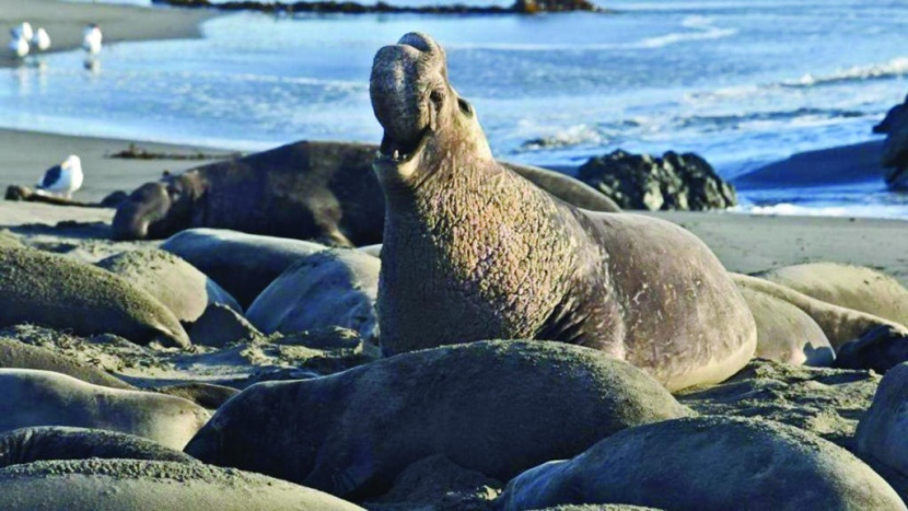 الاستعانة بفيل البحر لفهم التغيرات المناخية