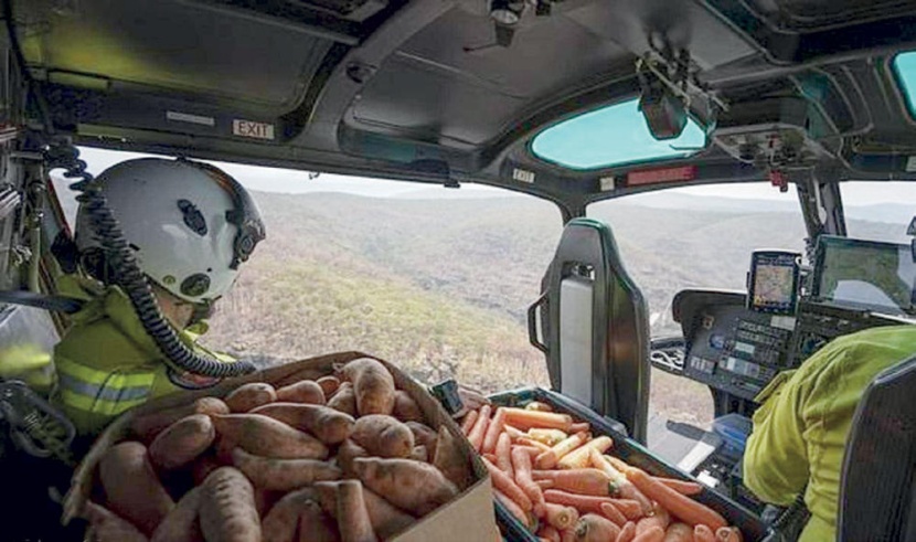 أستراليا: إلقاء الخضراوات من الطائرات لإنقاذ حيوانات الغابات