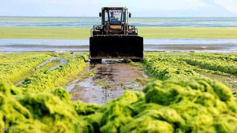 استبدال اللحوم بالطحالب حل لإنقاذ الكوكب