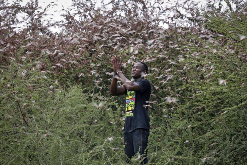 الجراد يغزو كينيا .. الأكبر منذ 70 عاما