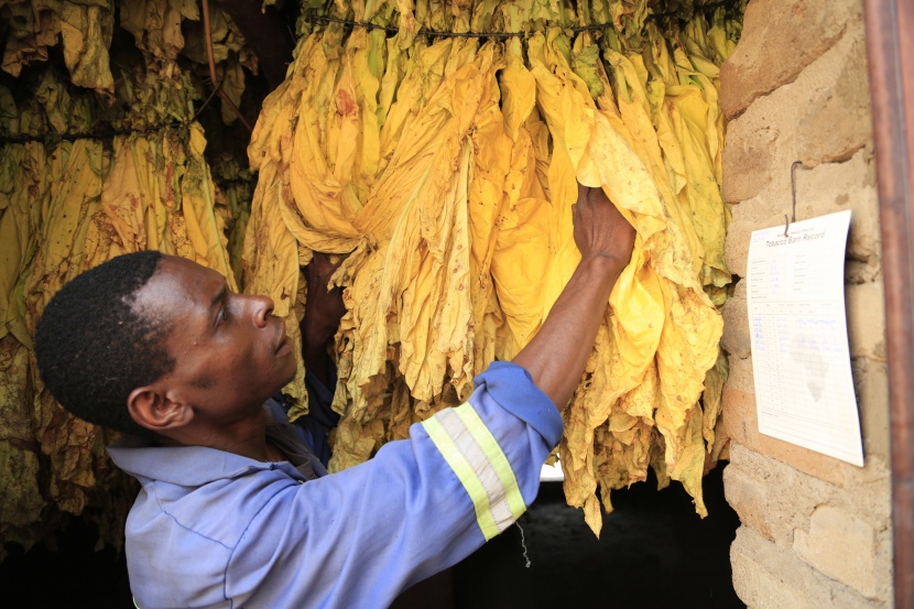 مزارع التبغ في زيمبابوي