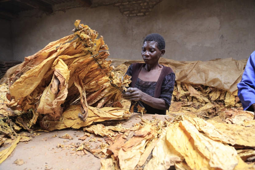 مزارع التبغ في زيمبابوي