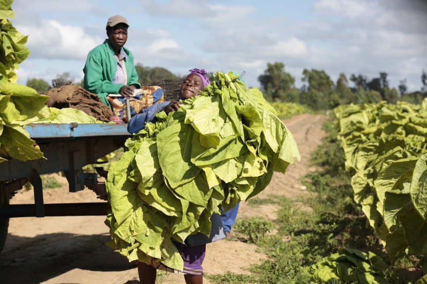 مزارع التبغ في زيمبابوي