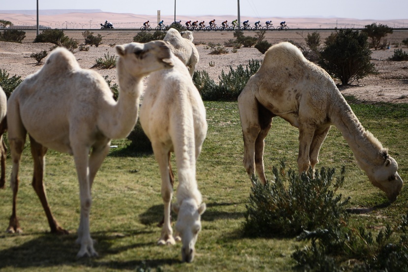 قصة مصورة : انطلاق سباق "طواف السعودية 2020"