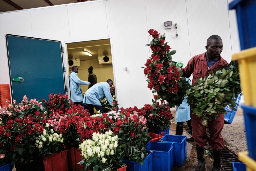 ذبول صناعة الزهور العالمية مع تفشي فيروس كورونا