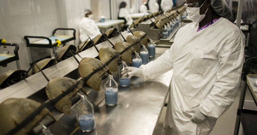 «حدوة الحصان» .. سرطان بحري دمه ينقذ ملايين البشر