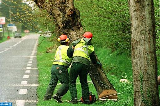 دراسة: تشرذم الطبيعة والتماس بين الأجناس يدمر الأنظمة البيئية