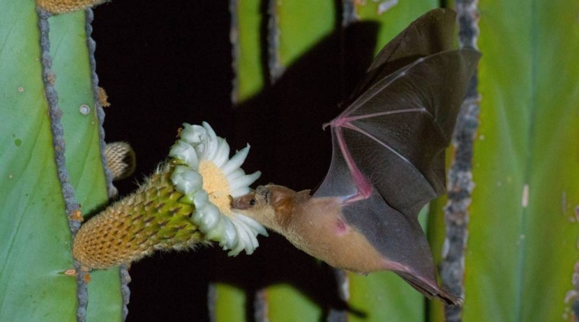 اكتشاف 6 فيروسات كورونية جديدة في فصائل مختلفة من الخفافيش