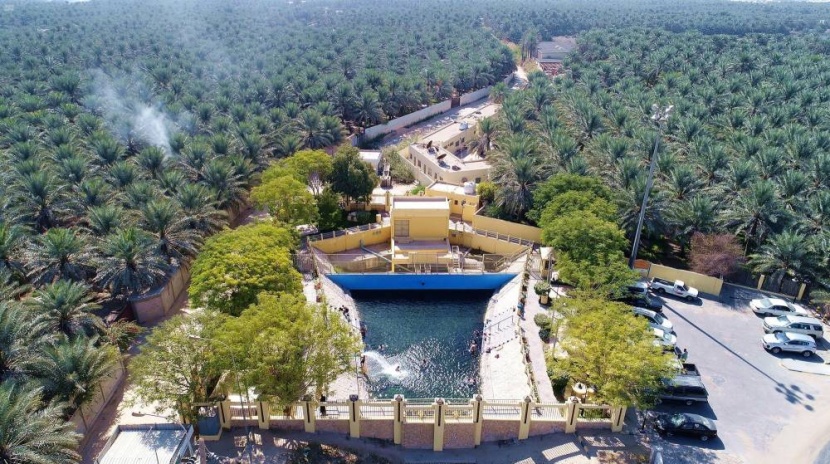 30 مليون نخلة تعزز مصادر الأمن الغذائي في المملكة