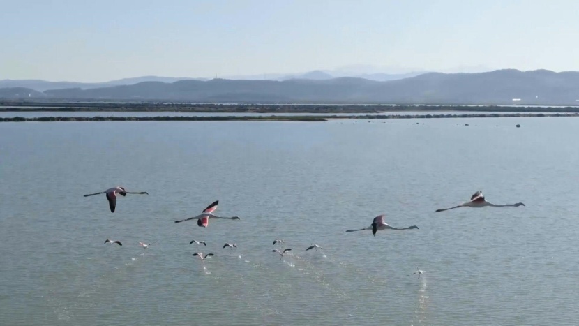 الطيور تستعيد كل حقوقها في ألبانيا بعد عزل البشر