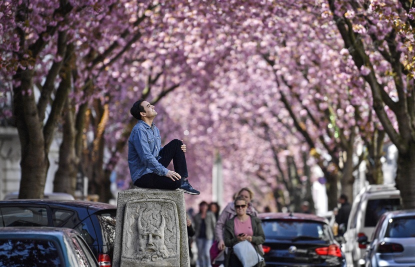    سياح يحتفلون بأزهار الكرز في اليابان وألمانيا رغم تزايد حدة انتشار فيروس كورونا 