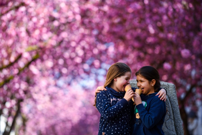    سياح يحتفلون بأزهار الكرز في اليابان وألمانيا رغم تزايد حدة انتشار فيروس كورونا 