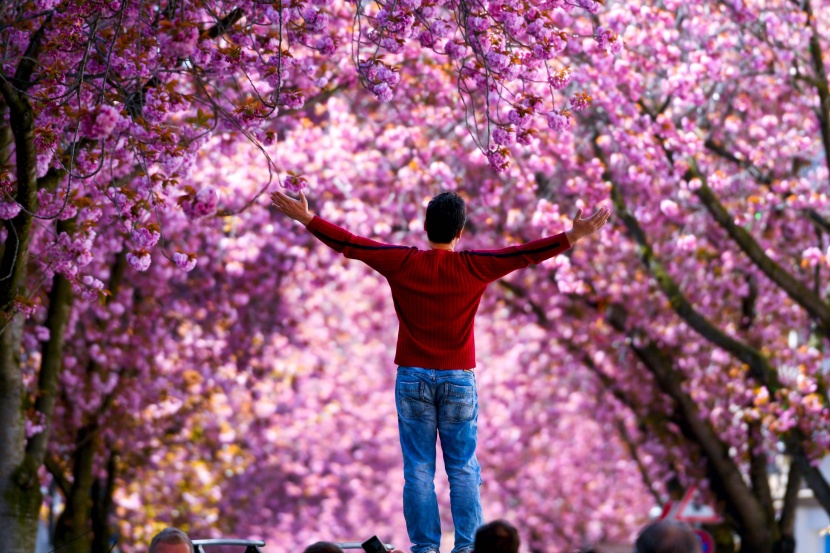    سياح يحتفلون بأزهار الكرز في اليابان وألمانيا رغم تزايد حدة انتشار فيروس كورونا 