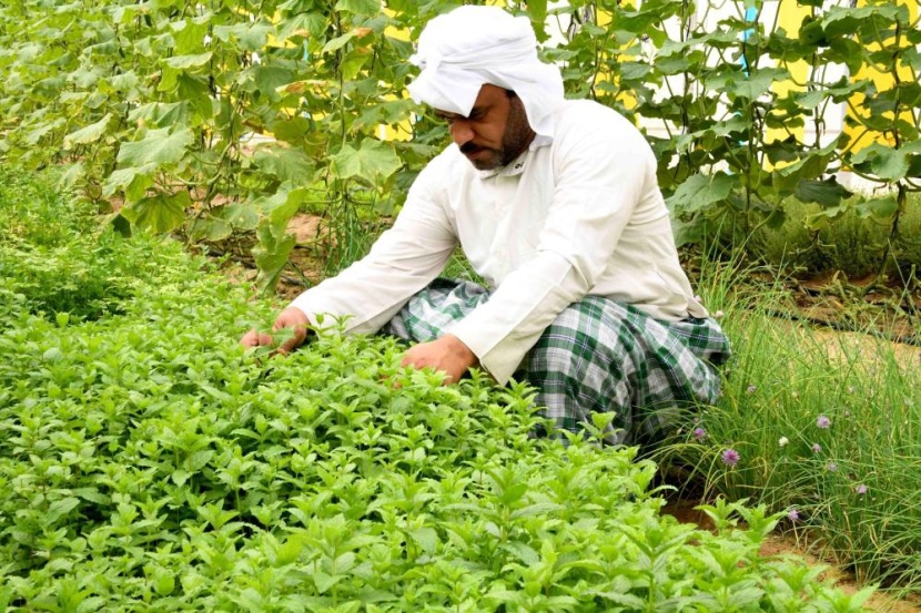 واحة الأحساء .. مصدر للأمن الغذائي يتميز بالجودة والوفرة