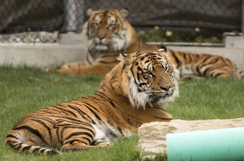 إصابة نمر في حديقة حيوانات أمريكية بـ "كورونا"