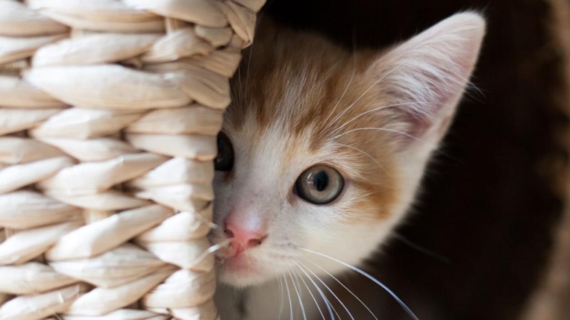 دراسة: القطط قد تصاب بفيروس كورونا