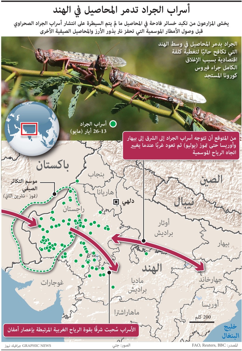   أسراب الجراد تدمر المحاصيل في الهند