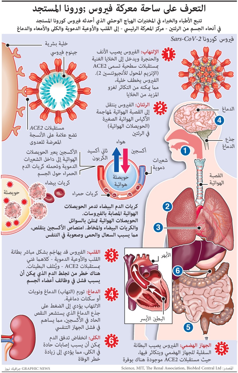 ماهي ساحة معركة فيروس كورونا في أنحاء الجسم؟