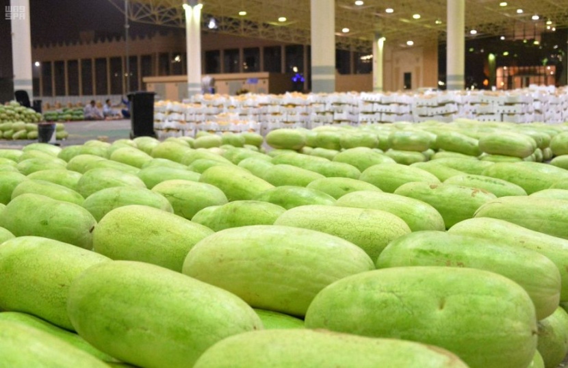 مع بداية الموسم .. 500 مزرعة في القصيم ترفد السوق المحلي بالبطيخ الأحمر