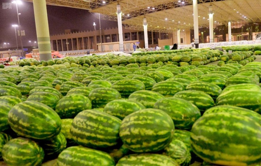 مع بداية الموسم .. 500 مزرعة في القصيم ترفد السوق المحلي بالبطيخ الأحمر