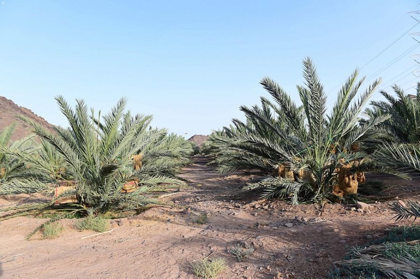 أسواق المدينة المنورة تتأهب لاستقبال طلائع رطب النخيل