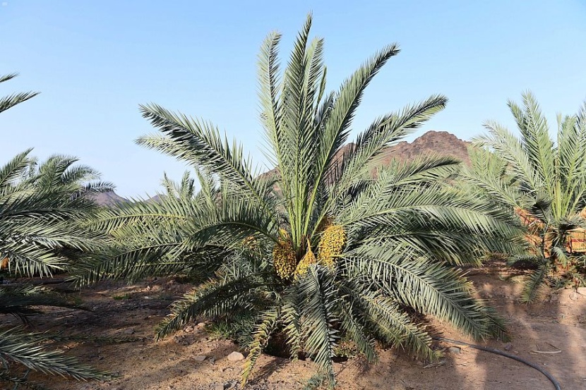 أسواق المدينة المنورة تتأهب لاستقبال طلائع رطب النخيل