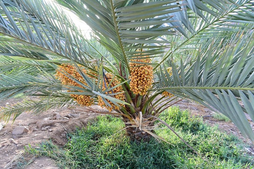 أسواق المدينة المنورة تتأهب لاستقبال طلائع رطب النخيل