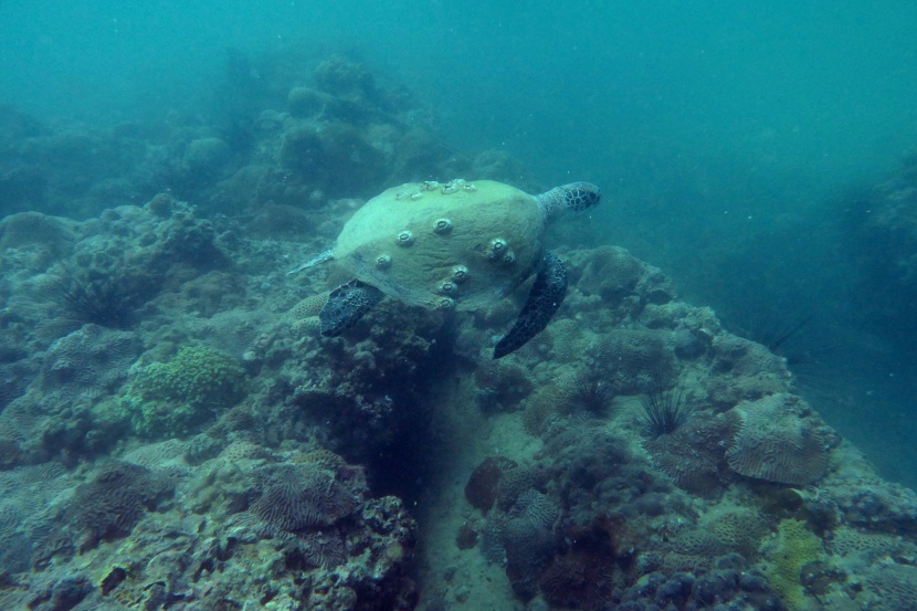  غواصون يقطعون الشعاب ويعيدون زراعتها لبناء حواجز مرجانية في الإمارات  