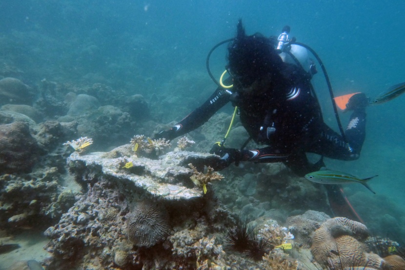  غواصون يقطعون الشعاب ويعيدون زراعتها لبناء حواجز مرجانية في الإمارات  