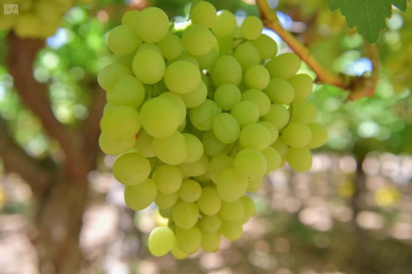 "العنب والخوخ" يتصدران منتجات تبوك الصيفية