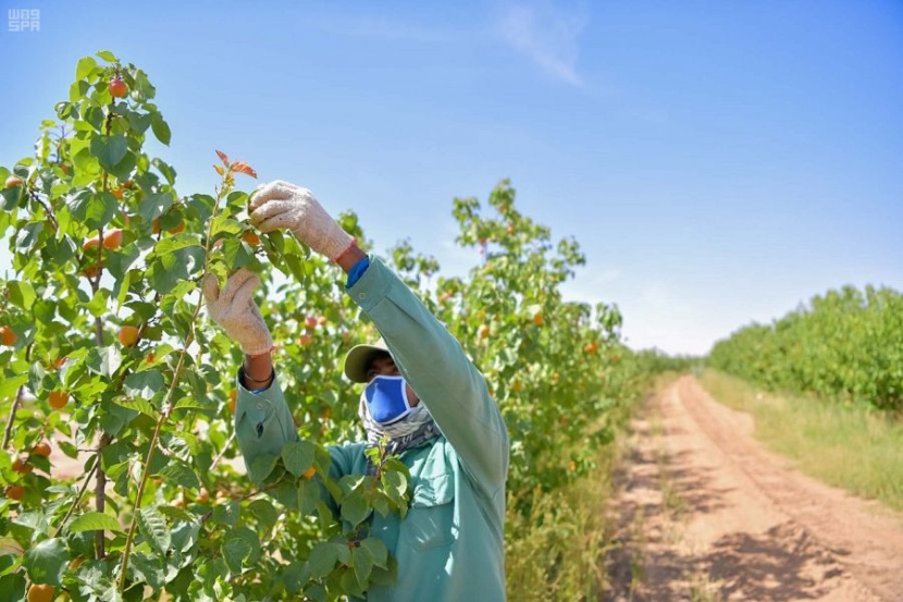 "العنب والخوخ" يتصدران منتجات تبوك الصيفية