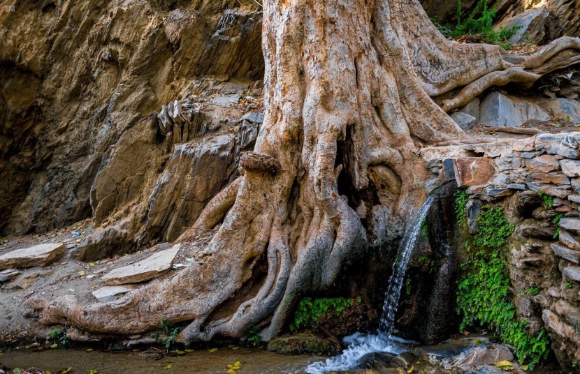 58 قصرا تراثيا شيدت من الحجارة المسقوفة بأشجار العرعر في قرية ذي عين التراثية 