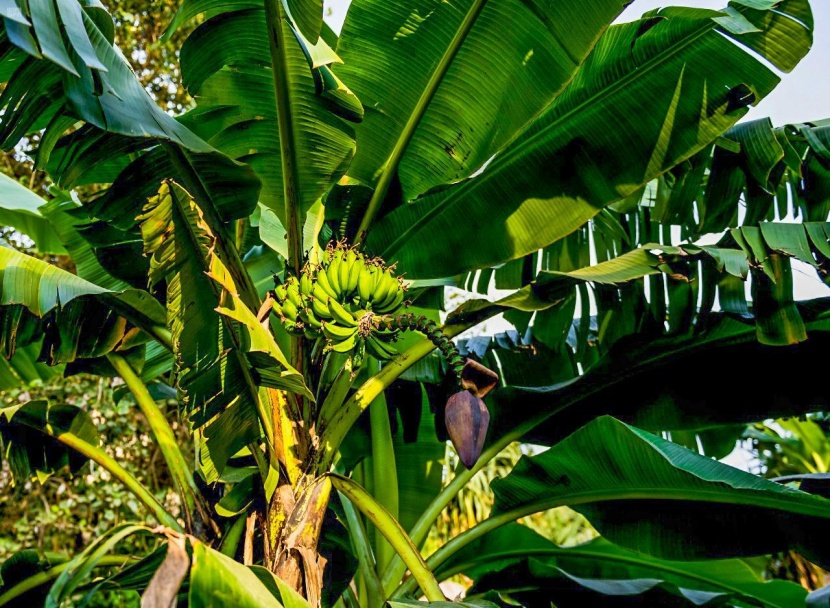 58 قصرا تراثيا شيدت من الحجارة المسقوفة بأشجار العرعر في قرية ذي عين التراثية 