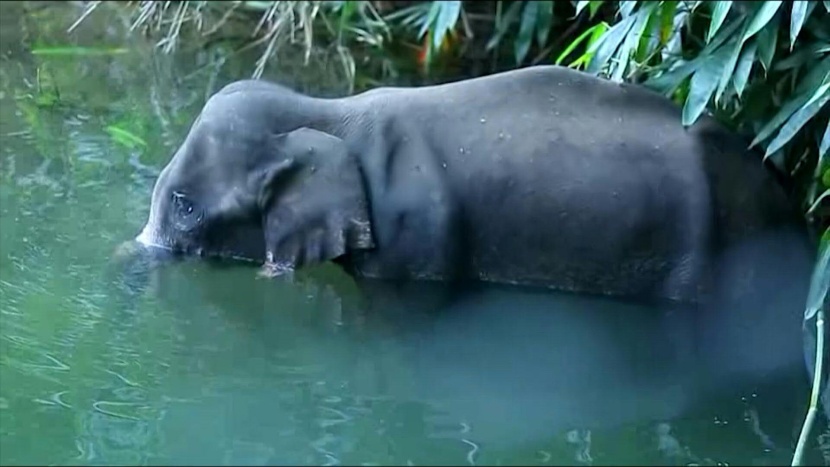 لحماية محاصيلهم منها .. مفرقعات في فاكهة تقتل أنثى فيل حامل في الهند