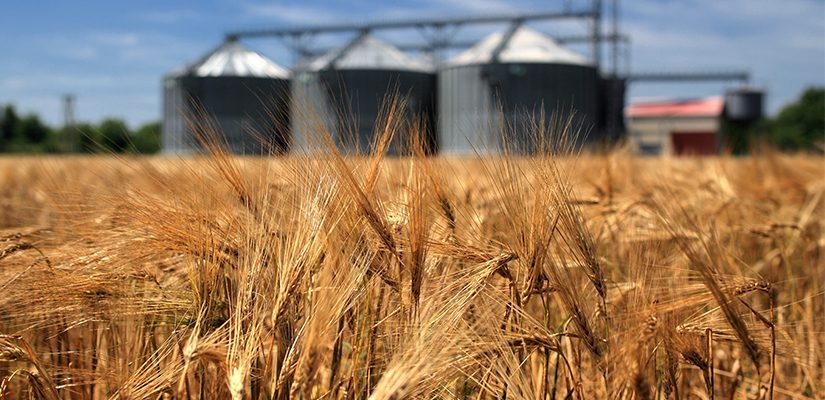 الأمطار تنهي 3 سنوات من الجفاف في أستراليا وترفع توقعاتها لمحصول القمح 25%
