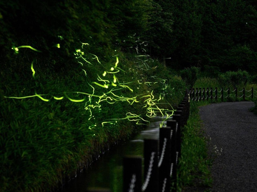 في اليابان .. حشرات سراج الليل تؤدي رقصتها المضيئة بلا جمهور