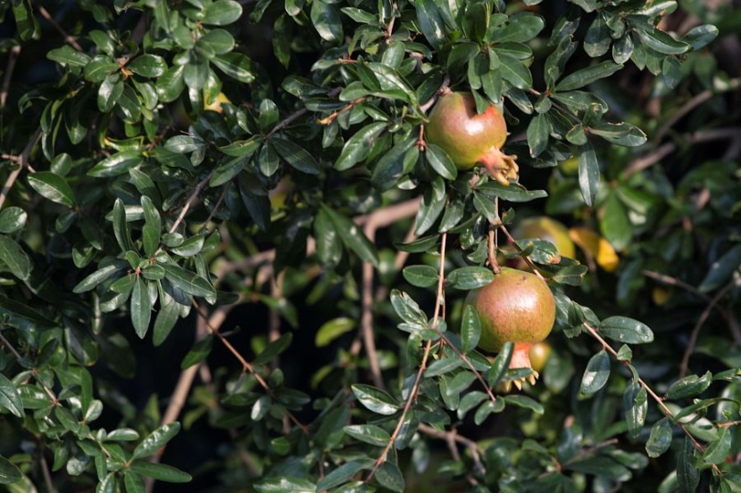 الطائف عروس المصايف .. بستان الفاكهة الموسمية