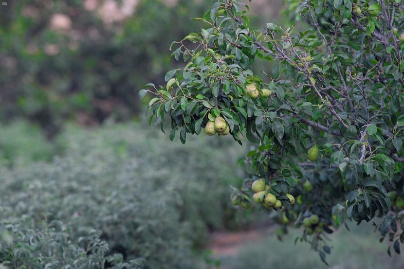 الطائف عروس المصايف .. بستان الفاكهة الموسمية