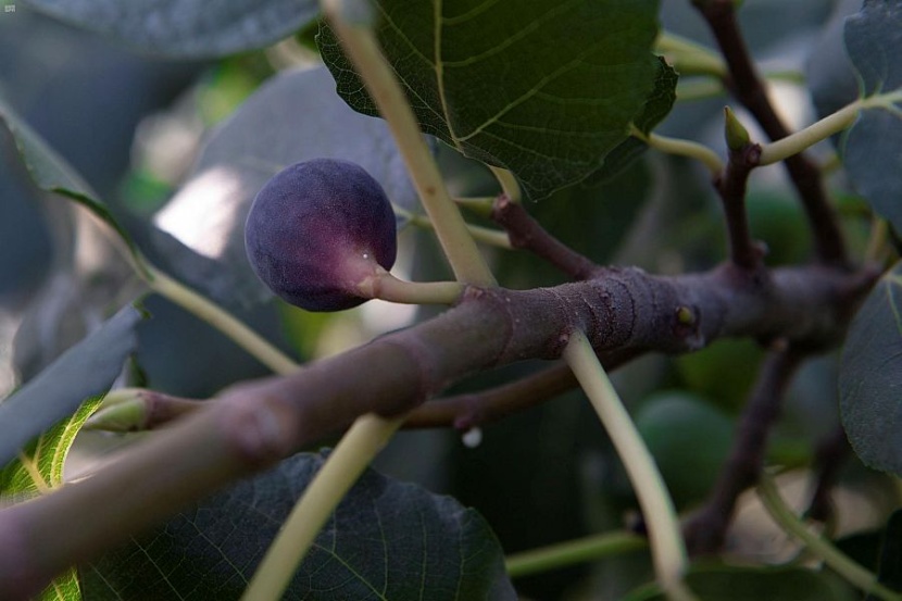 الطائف عروس المصايف .. بستان الفاكهة الموسمية