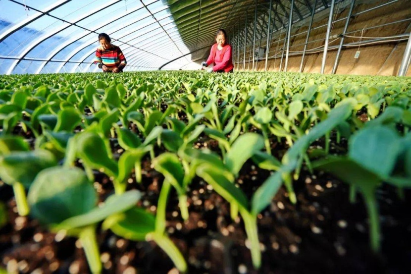 الصوب البلاستيكية تزيد إنتاج المحاصيل 45.5 %