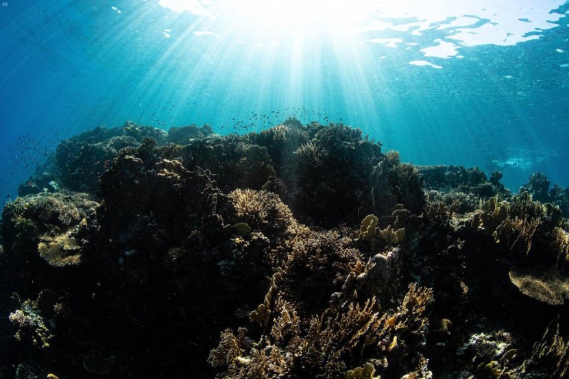 لؤلؤة «أمالا» المكنونة .. 144 نوعا من الشعب المرجانية تعزز السياحة