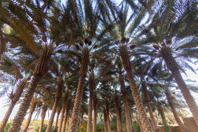  مليون نخلة في الجوف تستعد لإنتاج أكثر من 43 ألف طن من التمور 