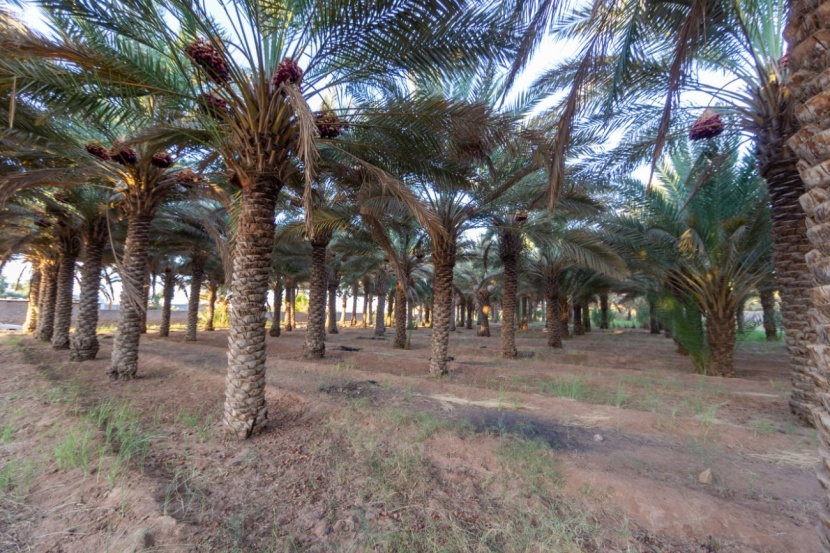  مليون نخلة في الجوف تستعد لإنتاج أكثر من 43 ألف طن من التمور 